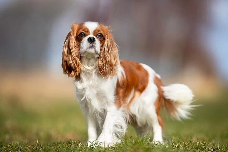 teddy bear dogs full grown - what is a teddy bear puppy