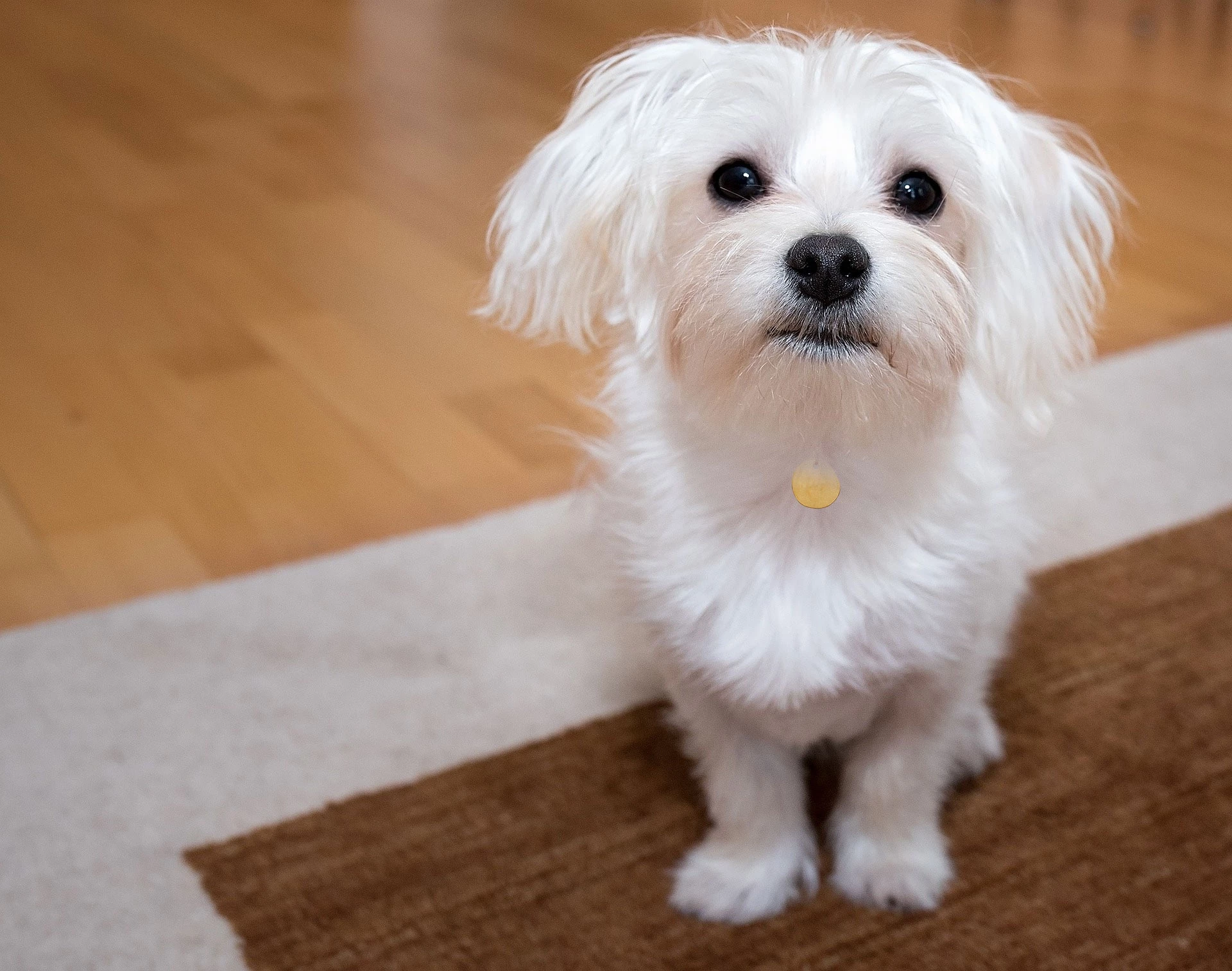 small teddy bear dog - dog teddy bear