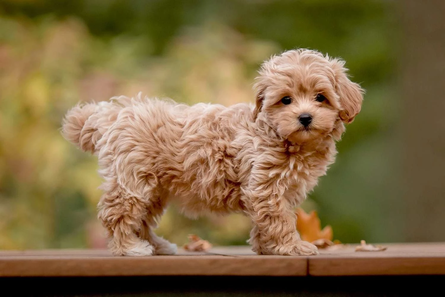 dog that looks like teddy bear