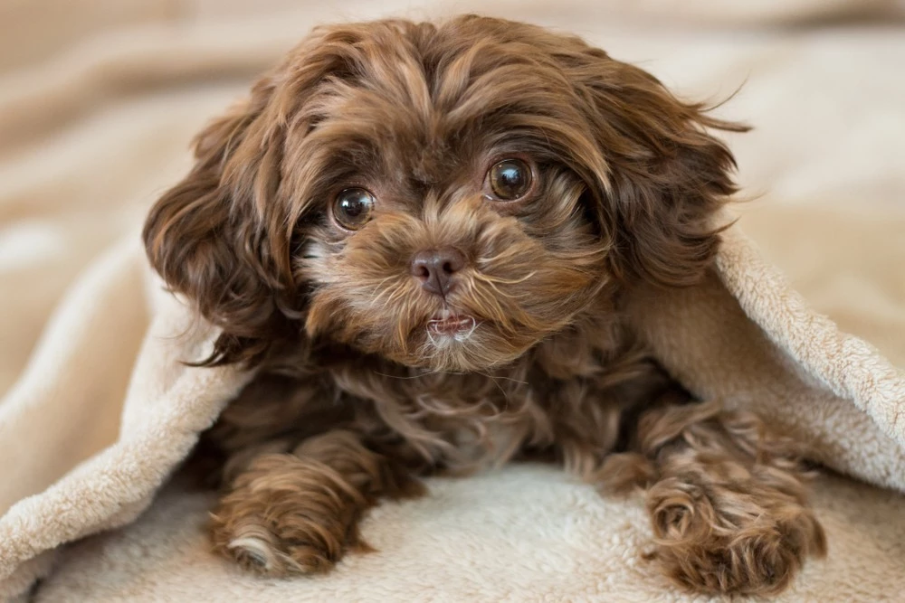 brown teddy bear dog