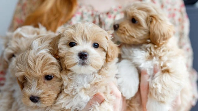 teddy bear dogs