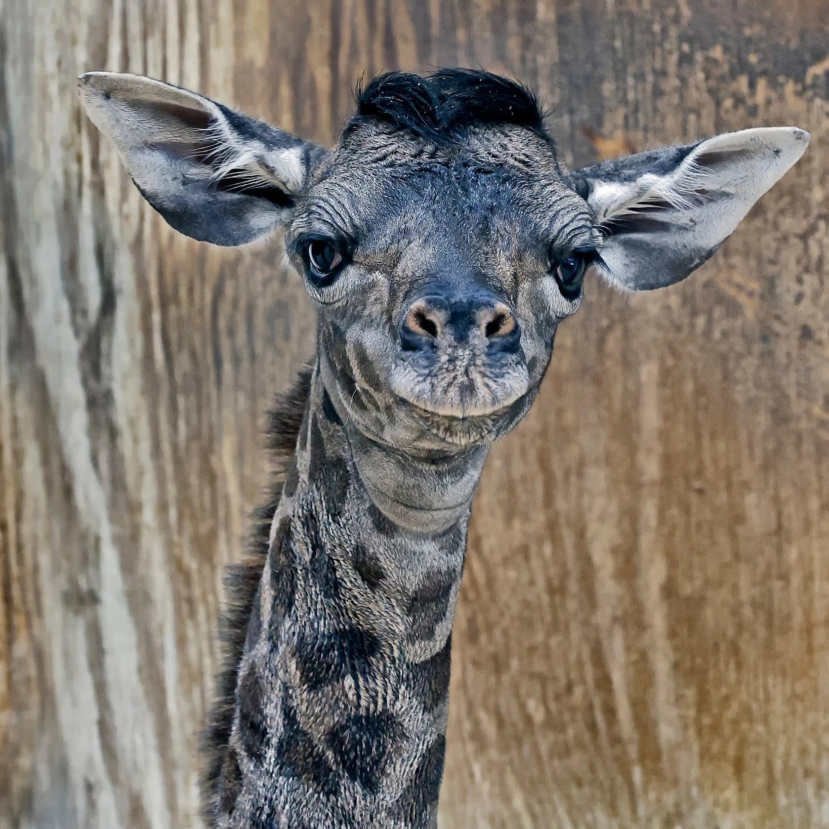 A Giraffe Mum And Her Calf Both Died Mysteriously At The Zoo