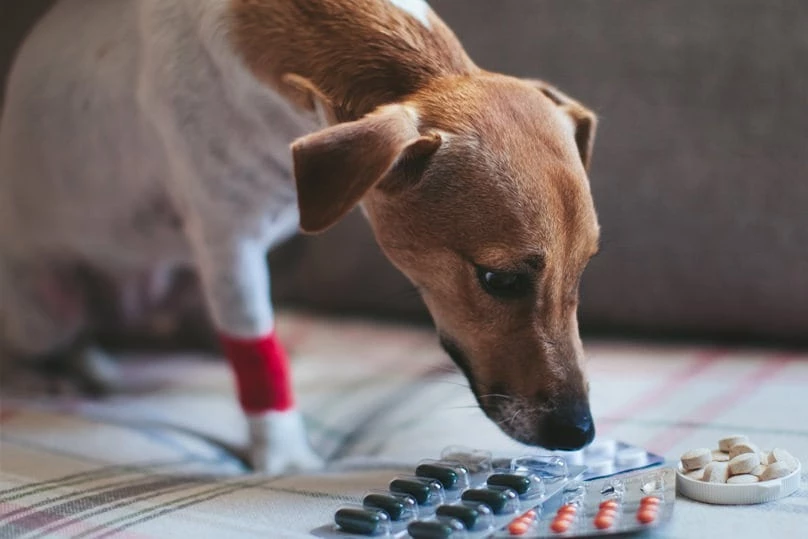 pain meds for dogs - what can you give a dog for pain