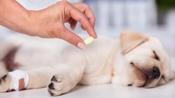 what can you give a dog for pain relief over the counter? - can dogs take ibuprofen