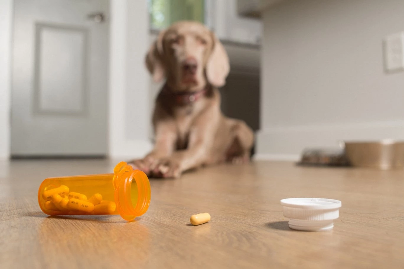 otc pain meds for dogs - pain killers for dogs