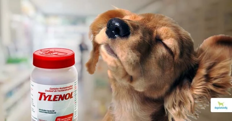 can you give a dog tylenol - can dogs have tylenol