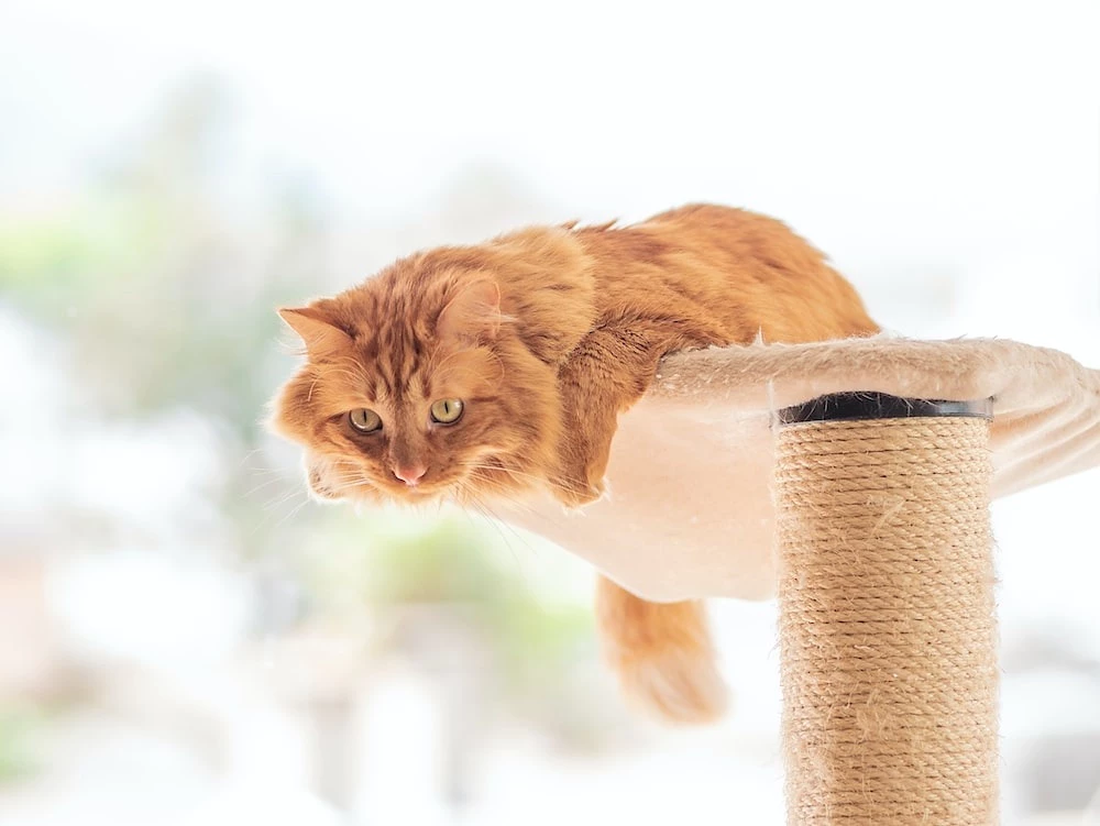 why are female orange cats rare