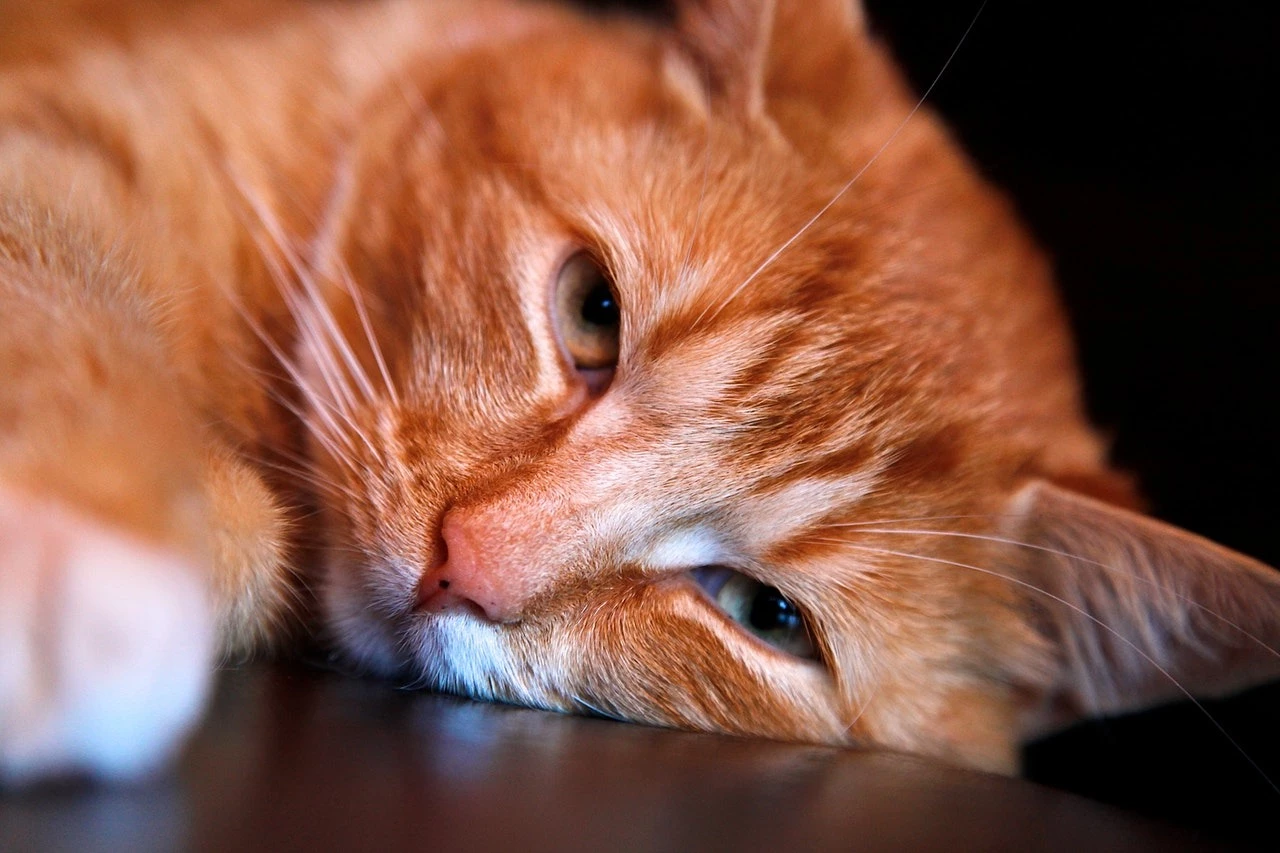 orange cat syndrome
