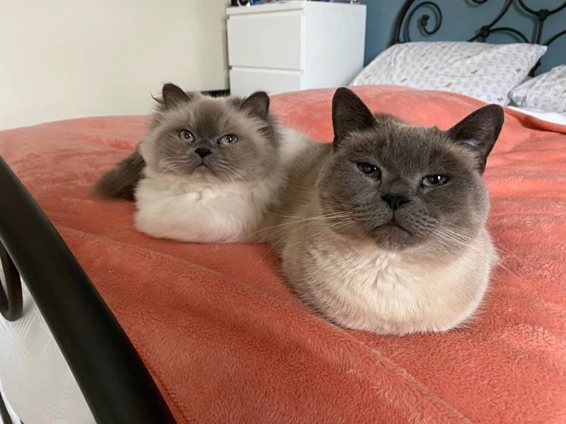 loaf position cats - why do cats loaf