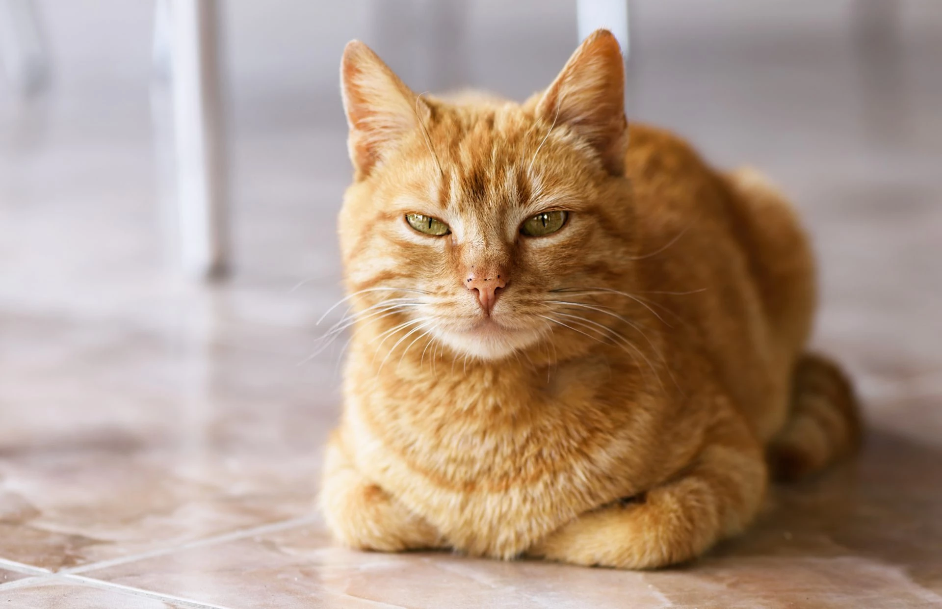 cat in loaf position - cat loafing meaning