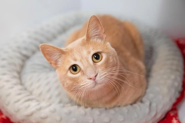 do big cats loaf - meatloaf position cat