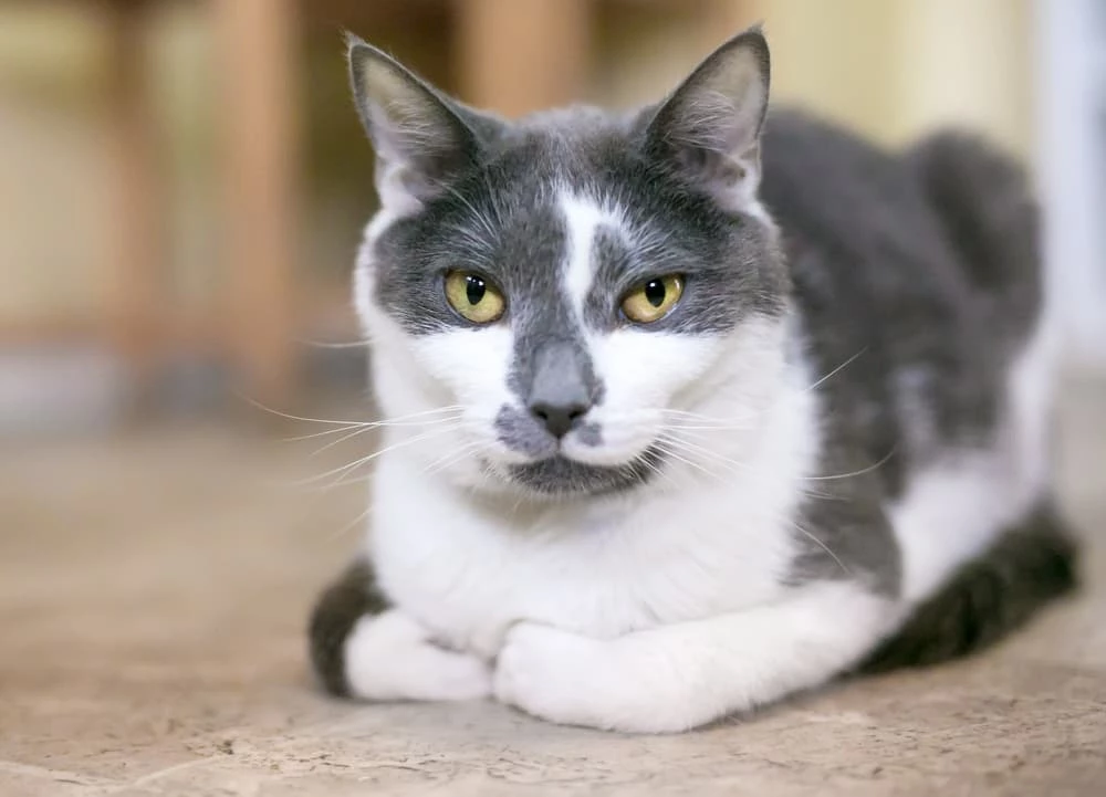 why do cats load - why does my cat loaf