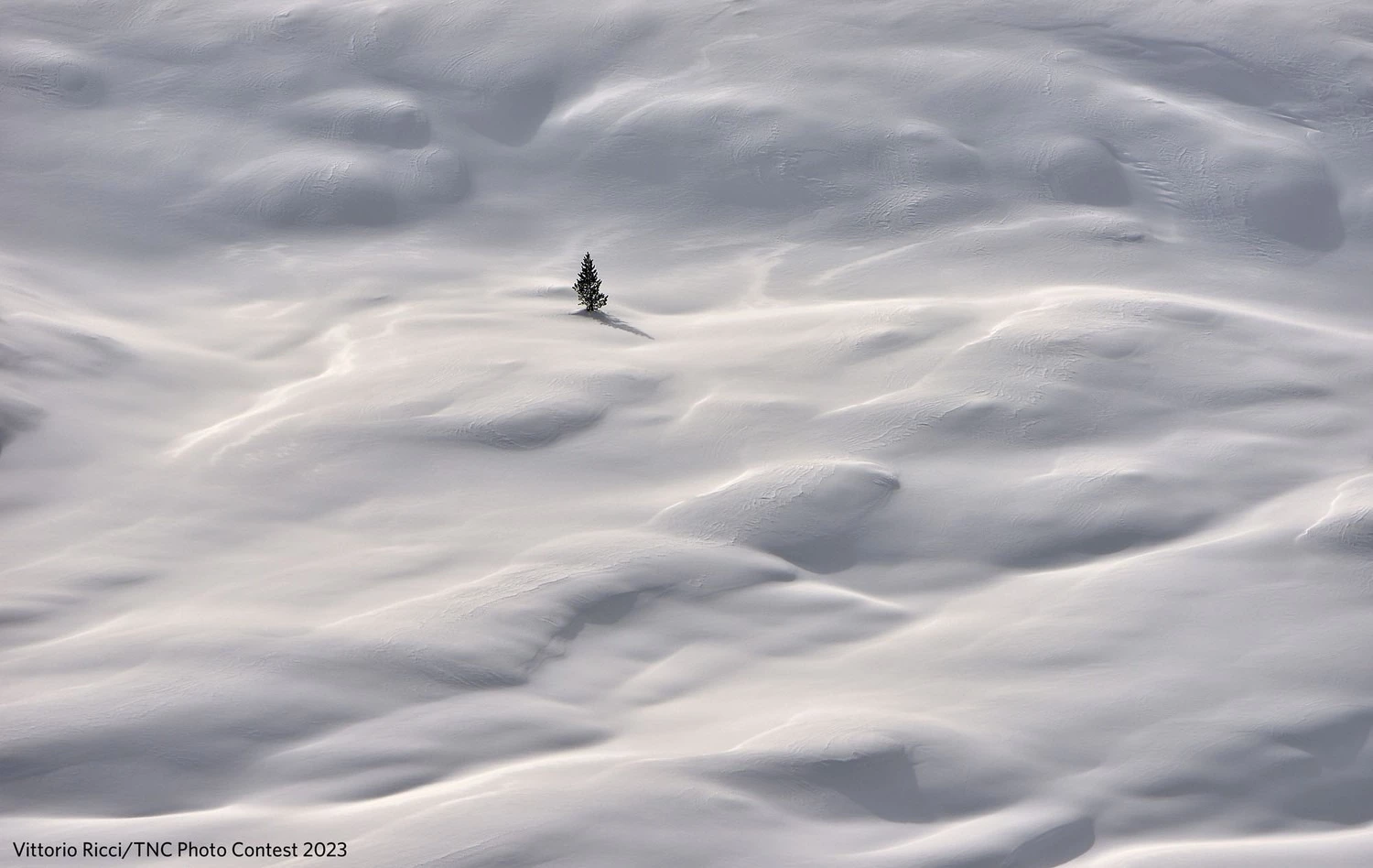 Lost in Snow Waves - Second Place, Plants & Fungi