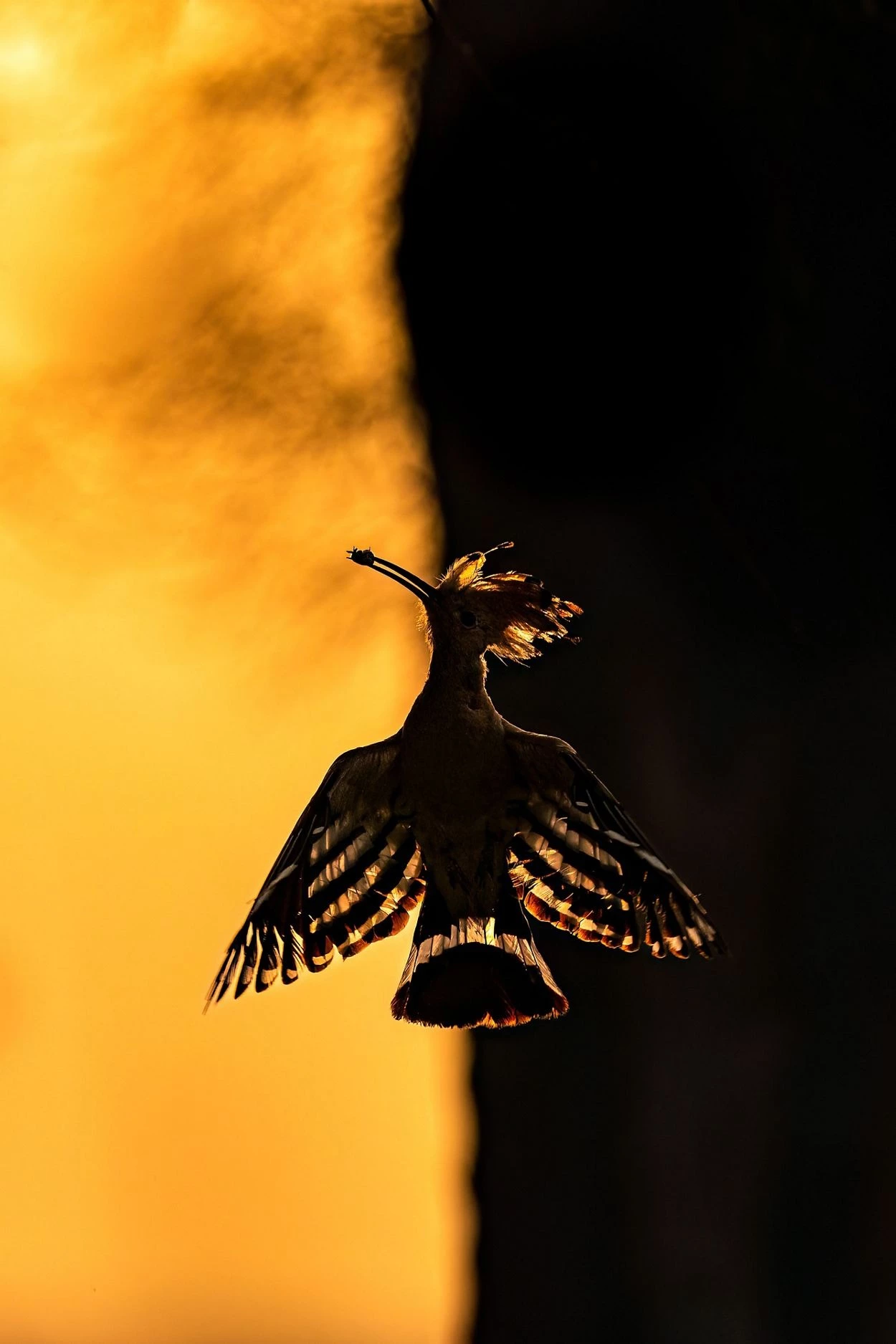 Dawn's whispers: Graceful hoopoe silhouette at sunrise - Celebrity Judge Choice