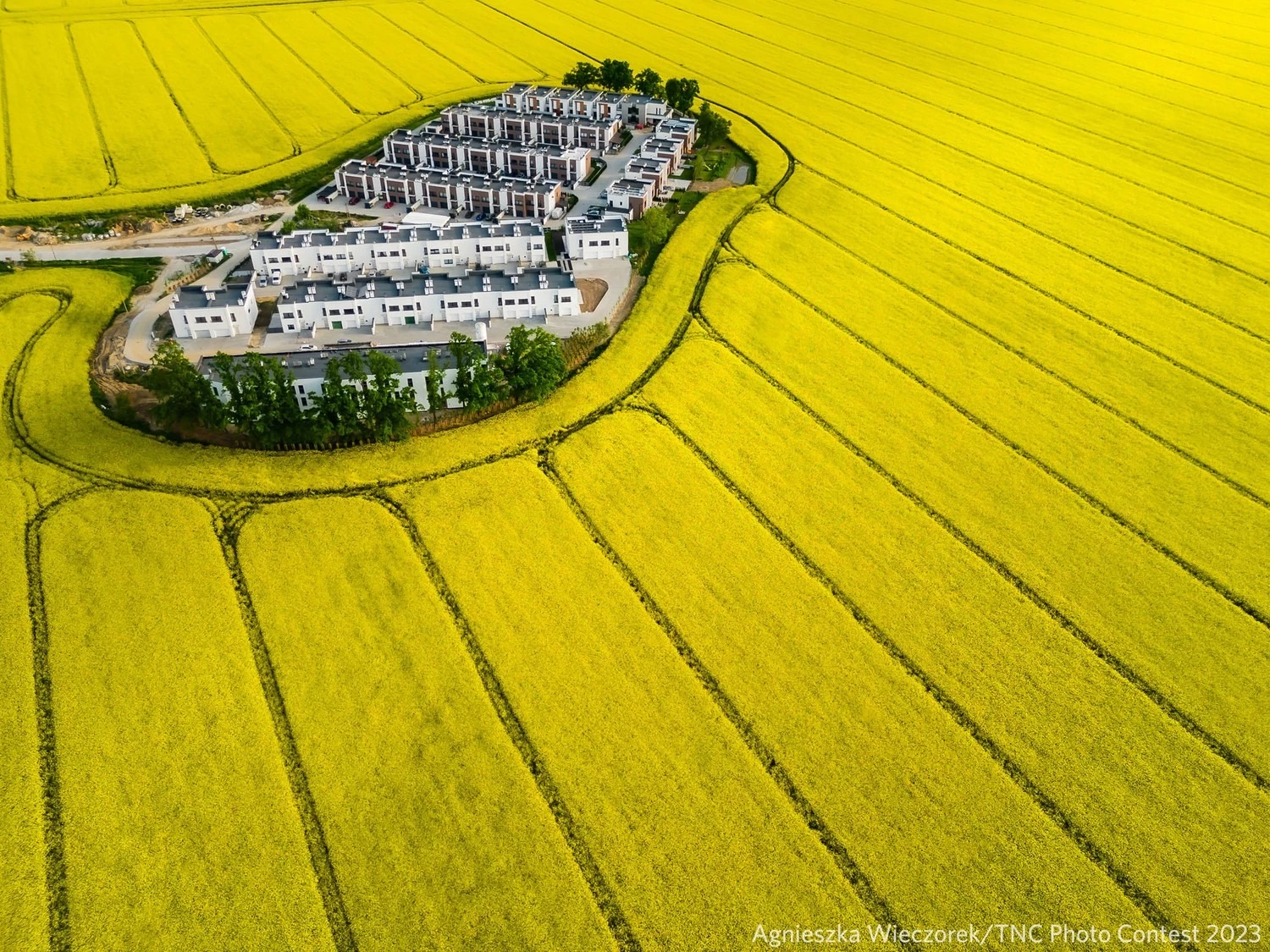 Living Inside the Yellow Fields - First Place, Aerials