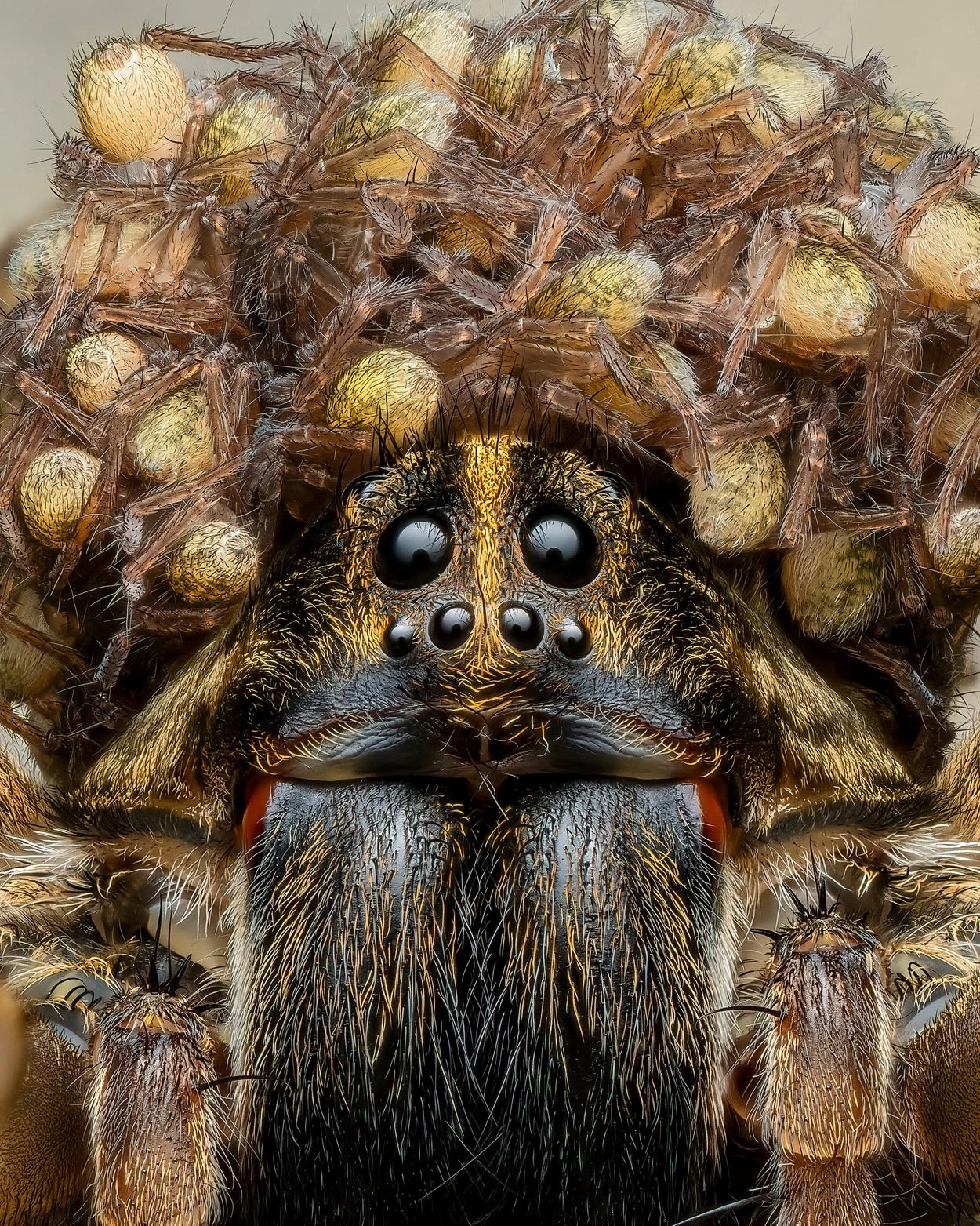 Wolf spider mama - First Place, Insects & Arachnids