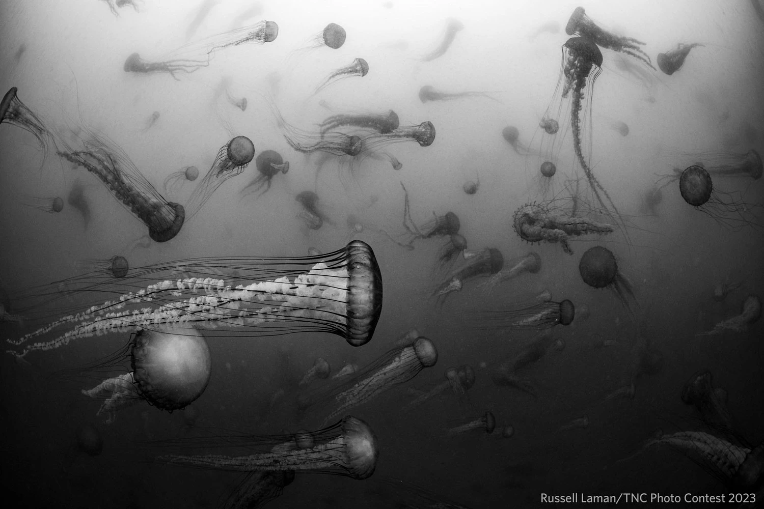 Phantoms Adrift - First Place, Underwater Life