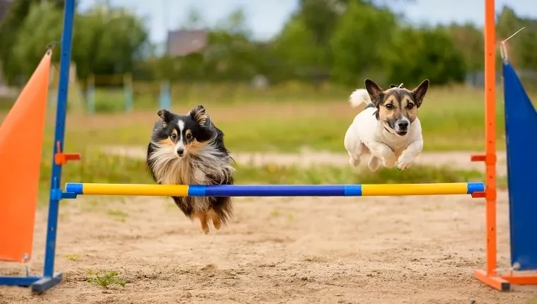 Redditor Changes The Rules Of Pup Olympics To Exclude A Professional Show Dog