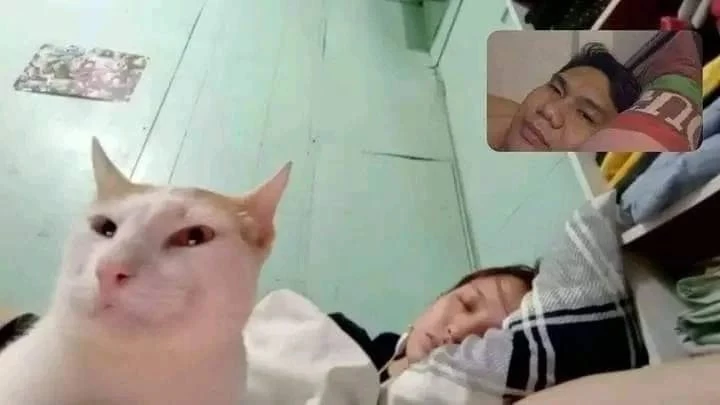 Cursed Cat In Vietnam