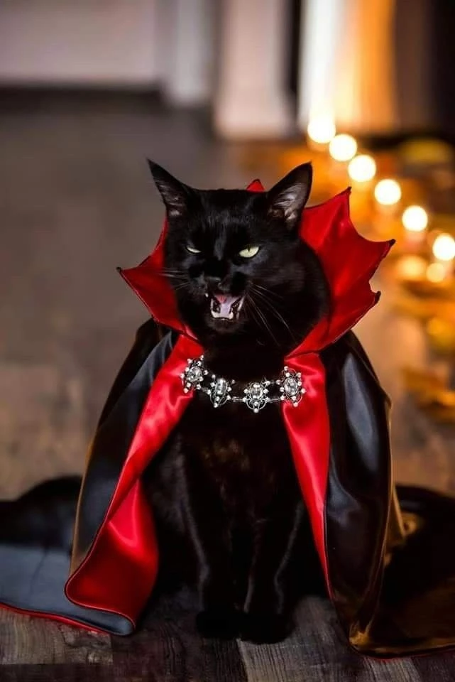 Dracula Cat