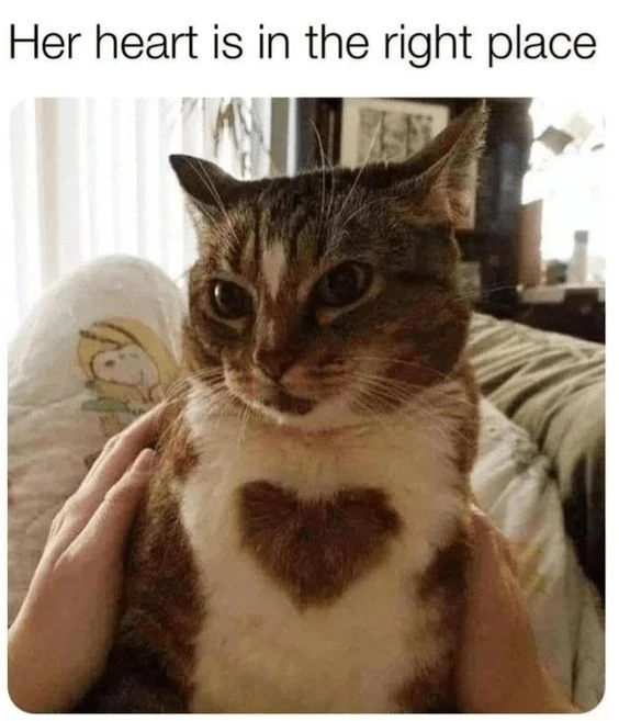 Perhaps so, but that cat looks absolutely pissed