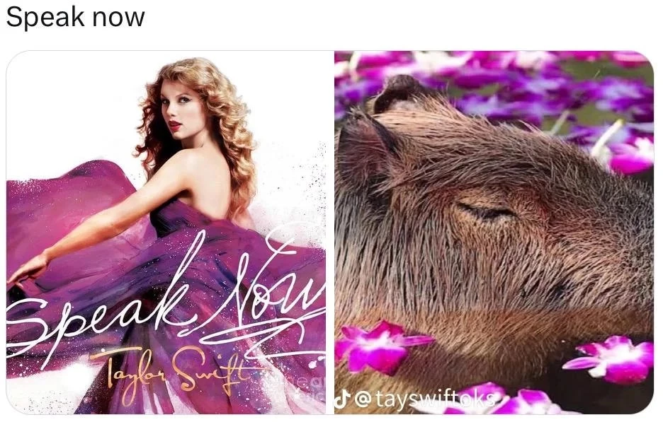 eak-now-capybara-as-taylor-swift-eras