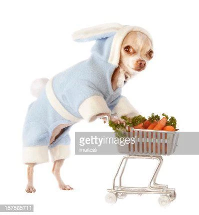 Shopping Chihuahua