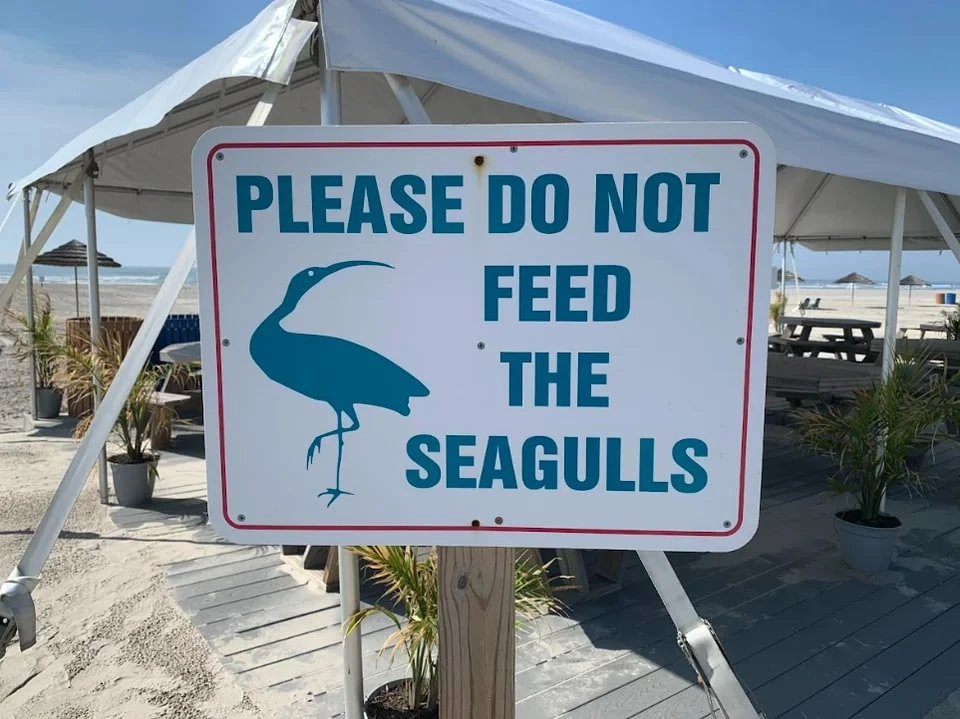 I Don't Think That's A Seagull