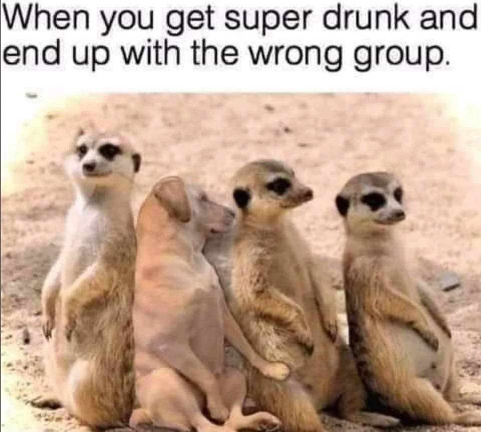 Let's Get To Know Each Other Animals Representing Our Drunken Selves