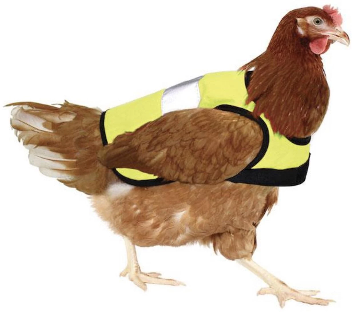 Safety Chicken