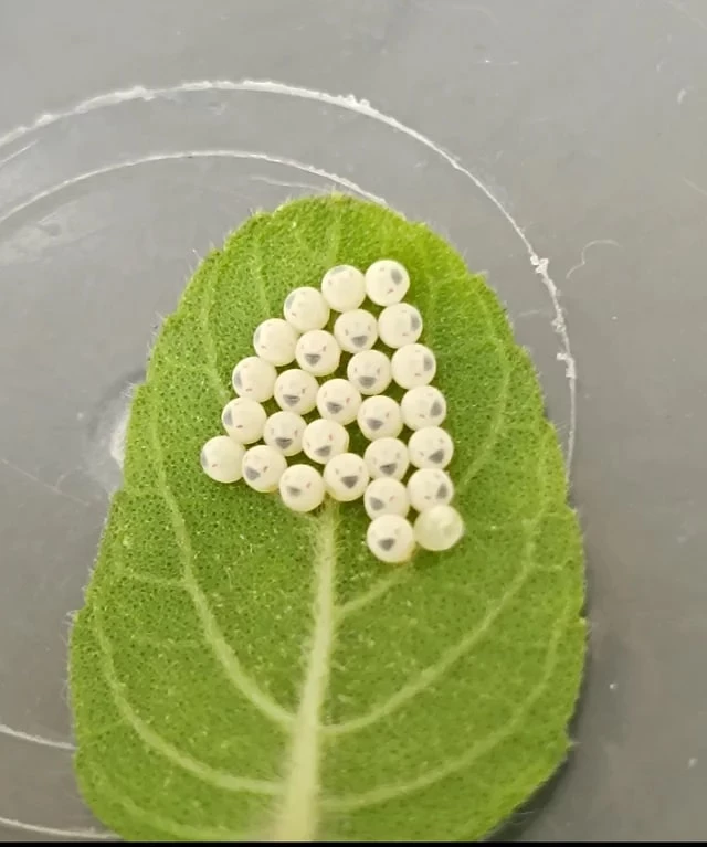 Super Happy Little Insect Eggs Yay