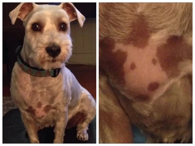 This Dog Has A Self Portrait On His Chest