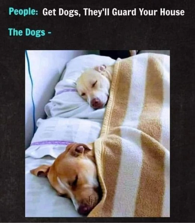 They Warm Your Bed To Be Precise