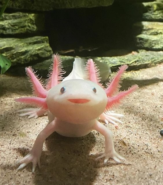what's the rarest animal? - Axolotl