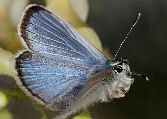 Palos Verdes Blue Butterfly - world's rarest animal
