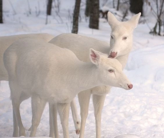 White Deer - most rarest animal in the world