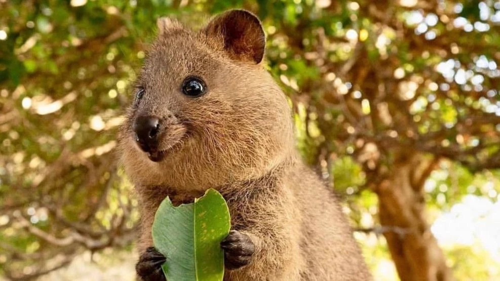 what is the rarest animal on earth? - Quokka