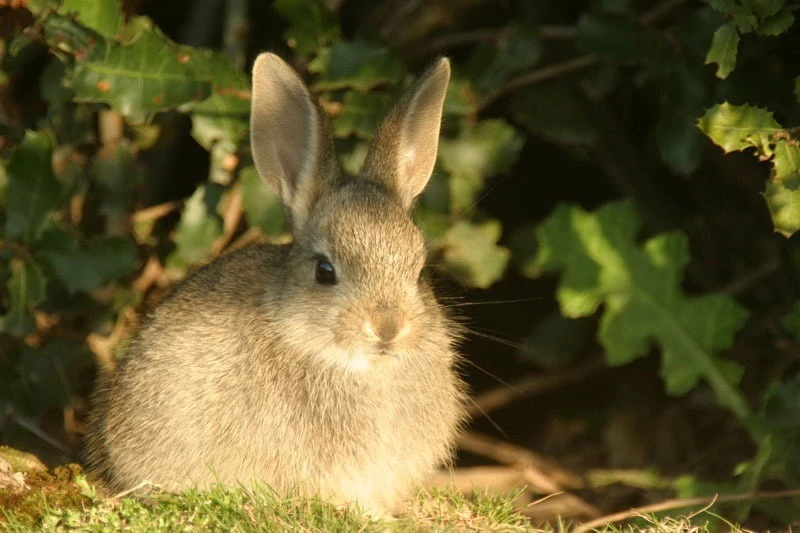 Amami Rabbit - rarest animal in the world 2015