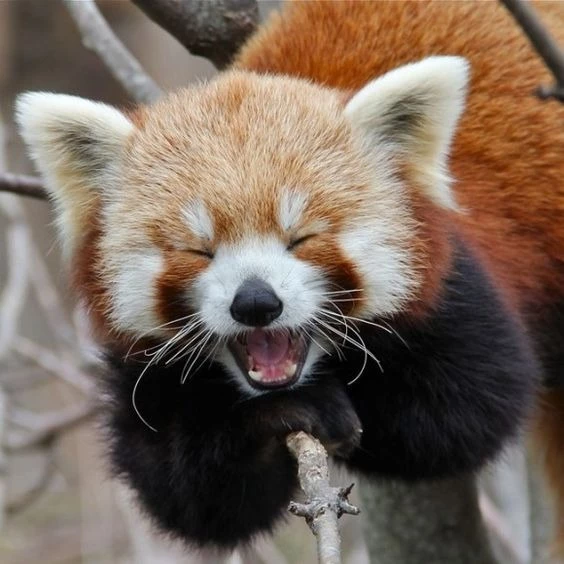 what is the rarest animal in the world 2023? Red Panda
