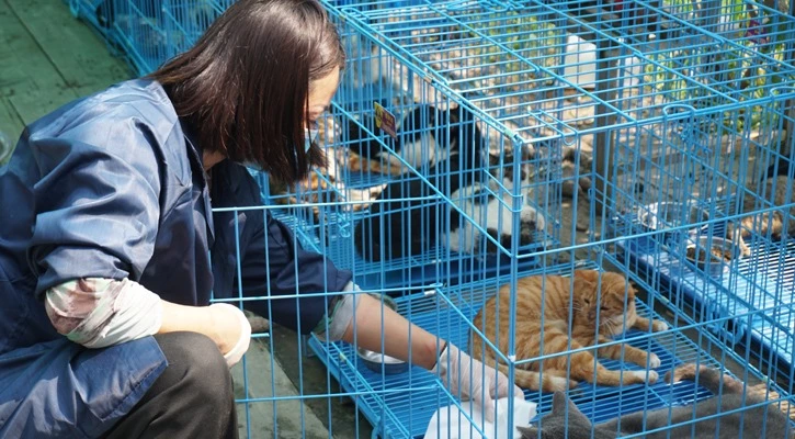 1000 cats rescued in china