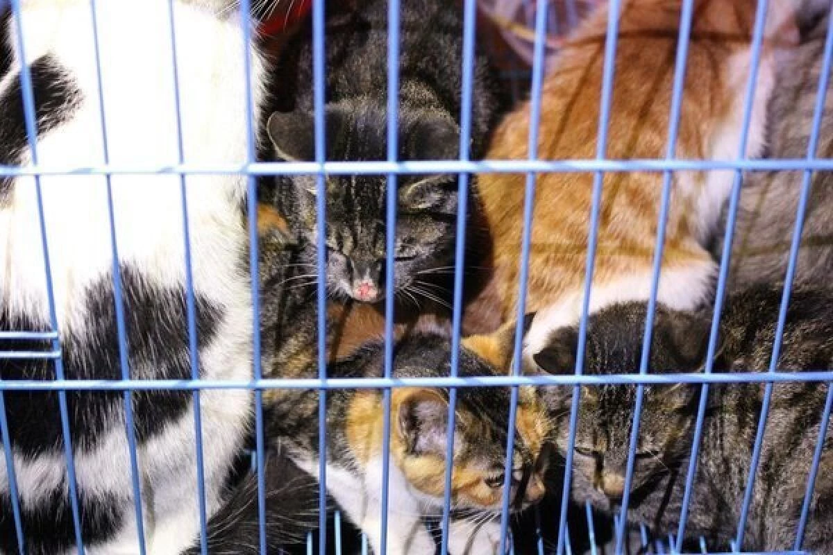 1001 cats rescued in china