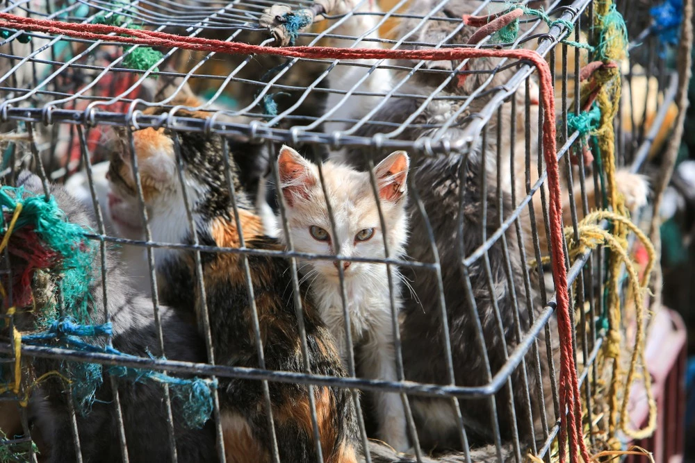 1002 cats rescued in china