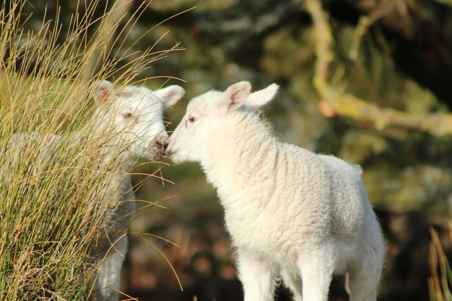 Every Animal And Its Grandma Are Pretty Gay