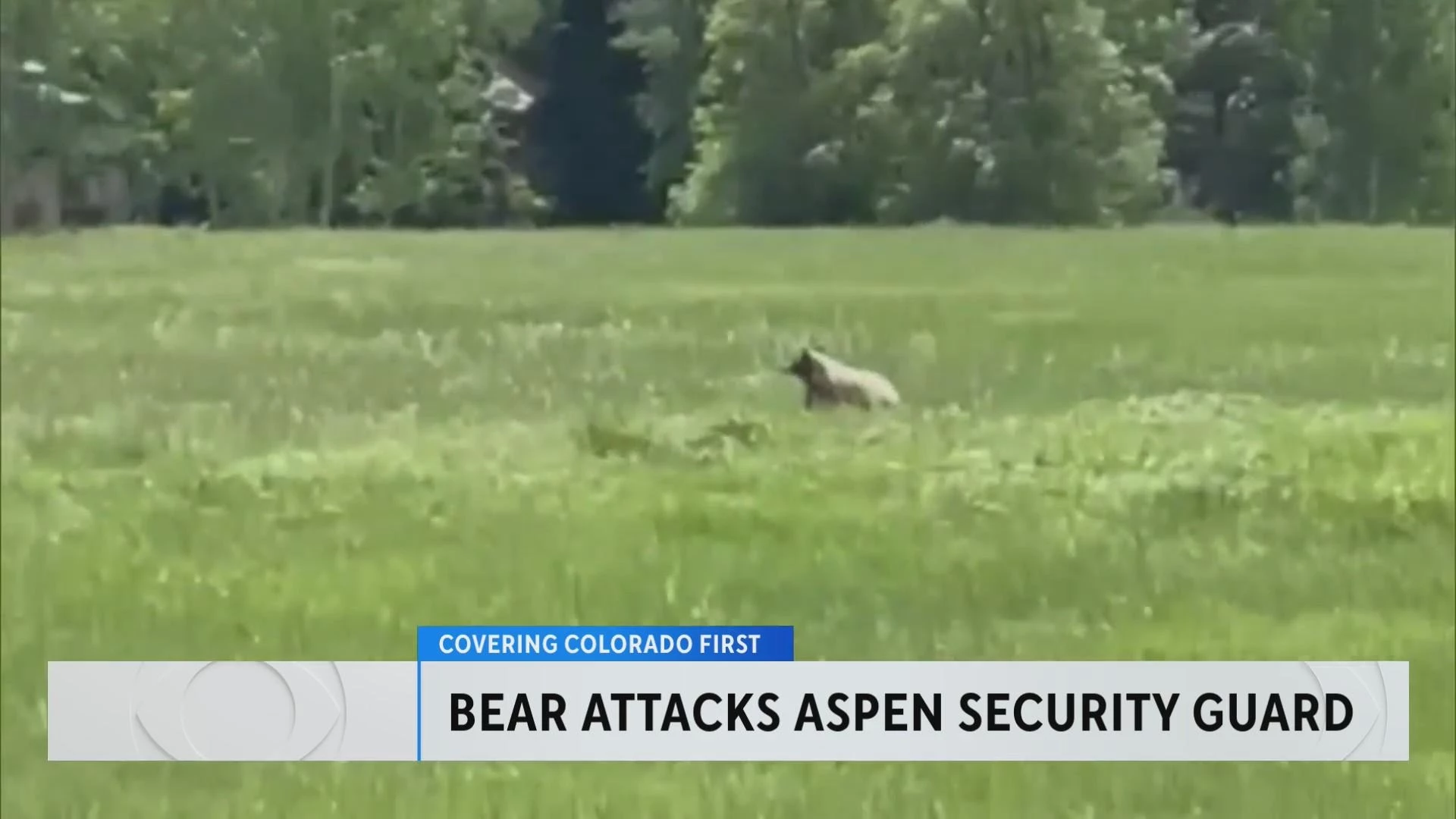 Bear Attacks Security Guard