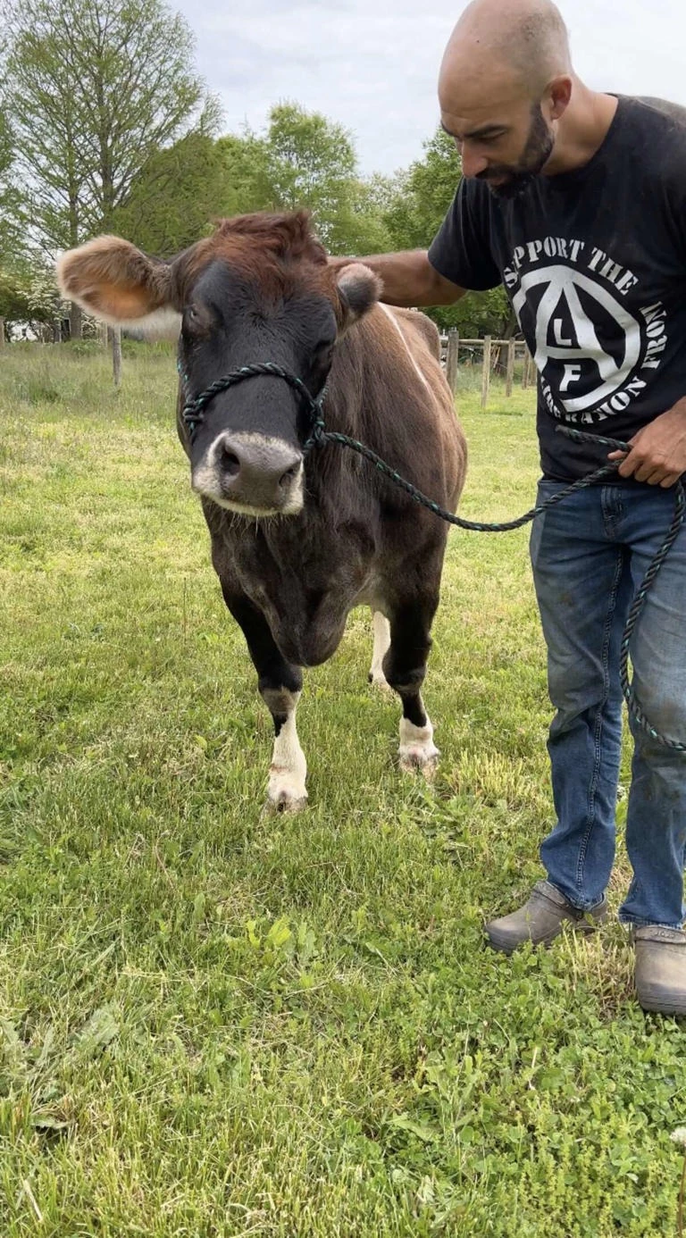 Blind Cow Helen Finally Finds Happiness