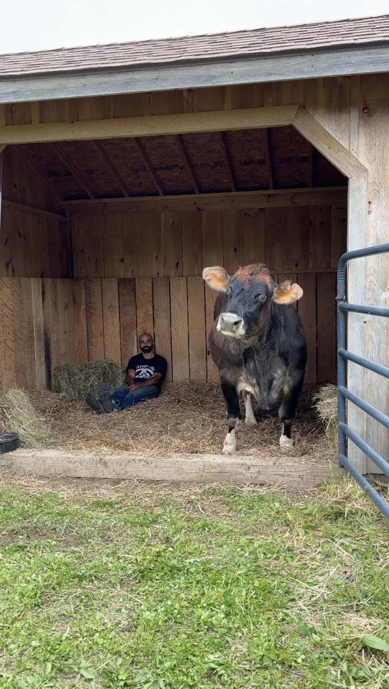 Blind Cow Helen Finally Finds Happiness