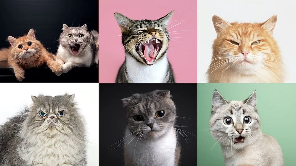 Cats Have Nearly 300 Facial Expressions