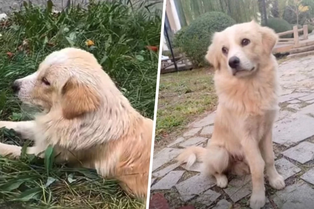 Stray Dog Hanged By China School Security Guard