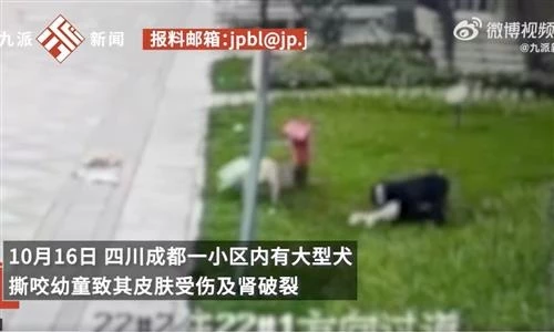 Stray Dog Hanged By China School Security Guard