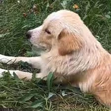 Stray Dog Hanged By China School Security Guard